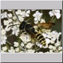 Cerceris arenaria - Sandknotenwespe m01c 12mm Teverener Heide.jpg